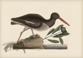 085 Oystercatcher